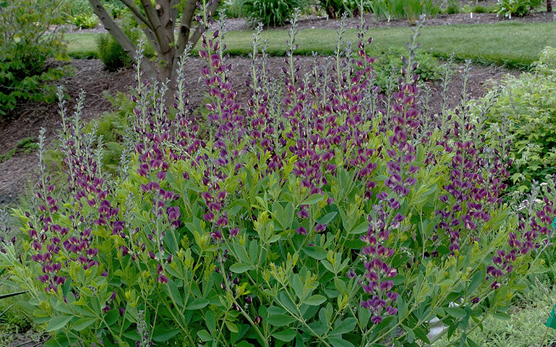  Grape Taffy Baptisia (Purple False Indigo) - 1 Gallon Pot