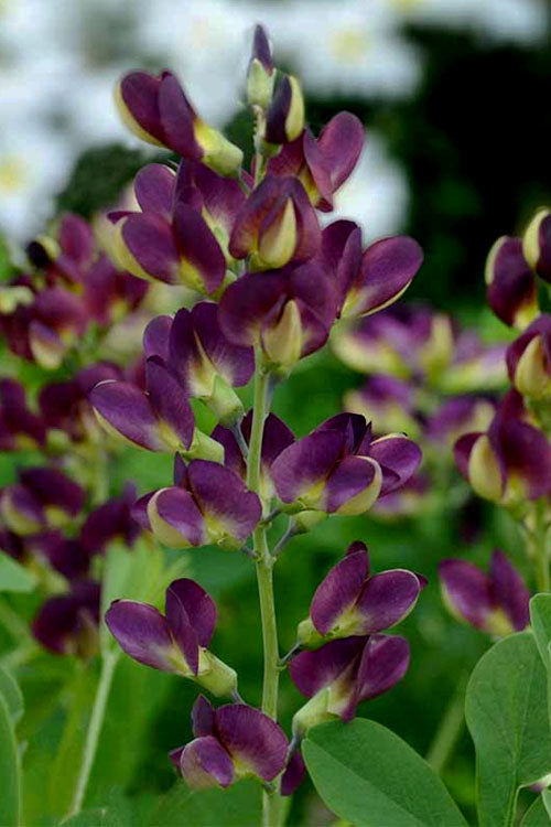  Grape Taffy Baptisia (Purple False Indigo) - 1 Gallon Pot