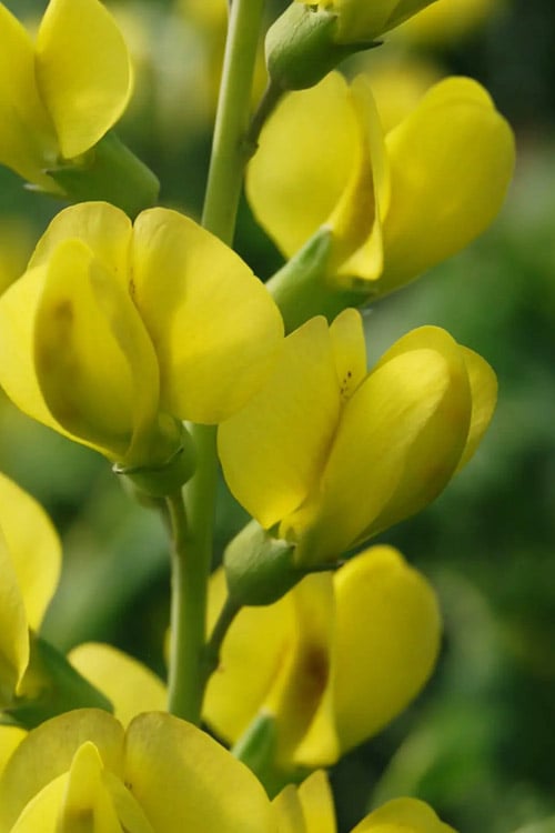  Solar Flare Baptisia (Yellow False Indigo) - 2 Gallon Pot