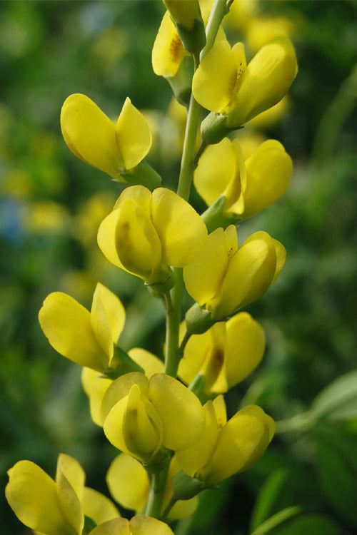  Solar Flare Baptisia (Yellow False Indigo) - 1 Gallon Pot