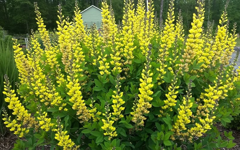  Solar Flare Baptisia (Yellow False Indigo) - 2 Gallon Pot