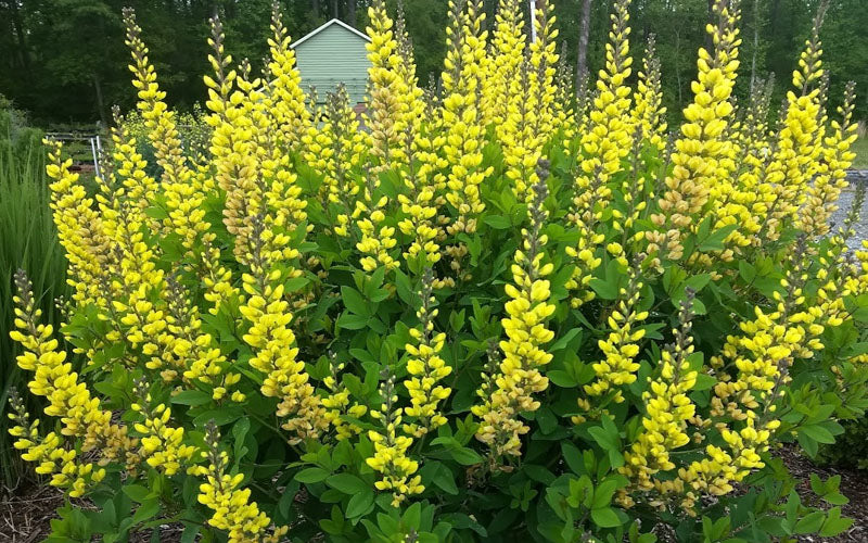  Solar Flare Baptisia (Yellow False Indigo) - 1 Gallon Pot