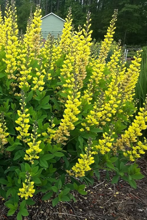  Solar Flare Baptisia (Yellow False Indigo) - 2 Gallon Pot