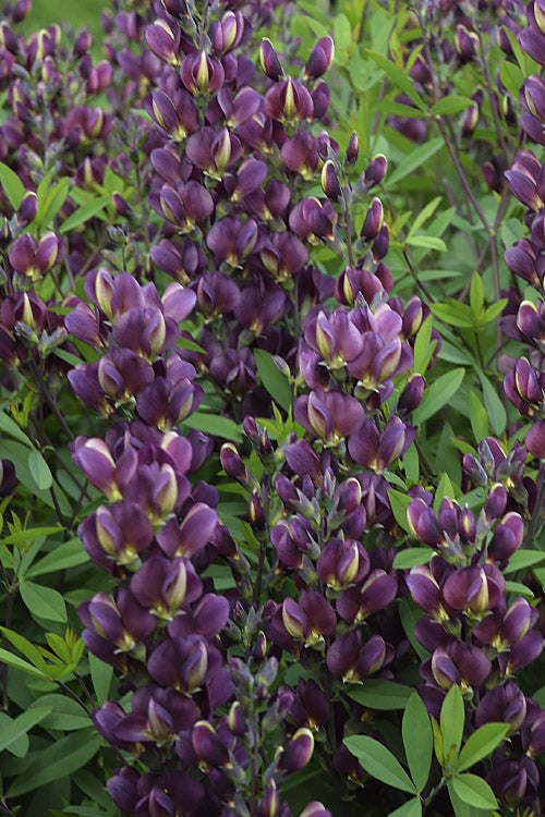  Burgundy Blast Baptisia (False Indigo) -3 Gallon Pot