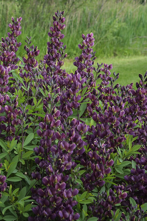  Burgundy Blast Baptisia (False Indigo) -3 Gallon Pot