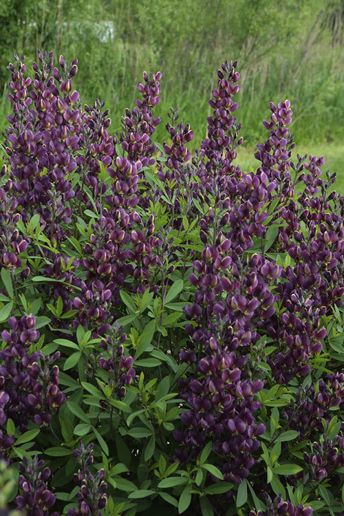  Burgundy Blast Baptisia (False Indigo) -3 Gallon Pot
