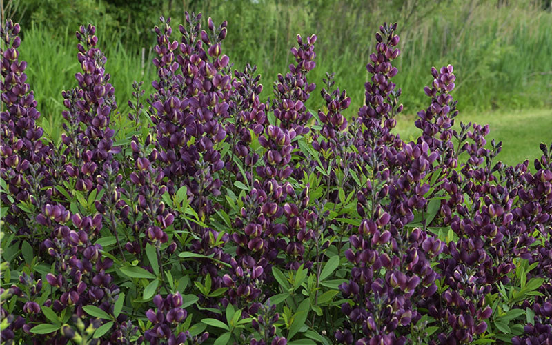  Burgundy Blast Baptisia (False Indigo) - 1 Gallon Pot