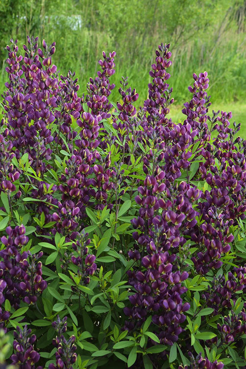  Burgundy Blast Baptisia (False Indigo) - 1 Gallon Pot