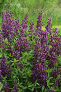  Burgundy Blast Baptisia (False Indigo) - 1 Gallon Pot