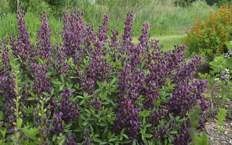  Burgundy Blast Baptisia (False Indigo) - 1 Gallon Pot