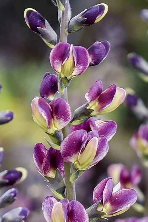 Grape Escape Baptisia (False Indigo) - 1 Gallon Pot
