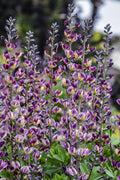  Grape Escape Baptisia (False Indigo) - 1 Gallon Pot