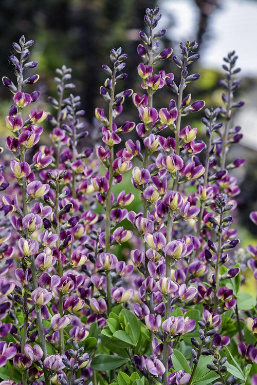  Grape Escape Baptisia (False Indigo) - 1 Gallon Pot