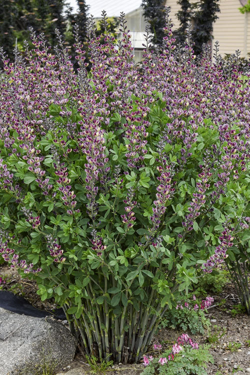  Grape Escape Baptisia (False Indigo) - 1 Gallon Pot
