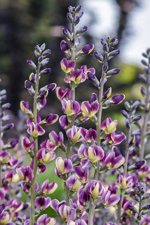  Grape Escape Baptisia (False Indigo) - 1 Gallon Pot