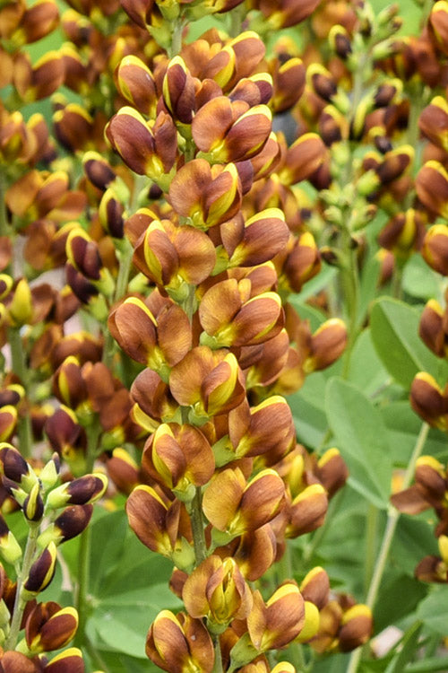  Honey Roasted Baptisia (False Indigo) - 1 Gallon Pot