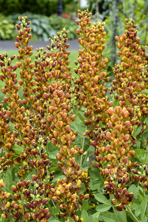  Honey Roasted Baptisia (False Indigo) - 1 Gallon Pot