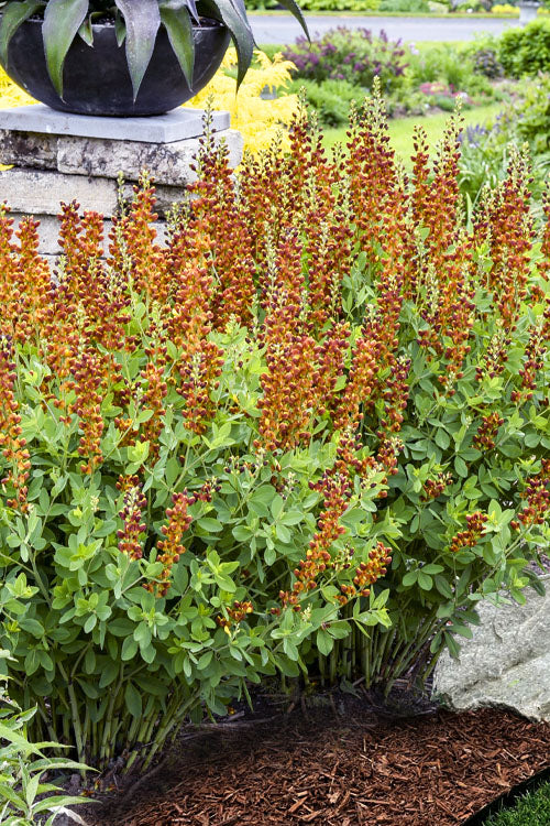  Honey Roasted Baptisia (False Indigo) - 1 Gallon Pot