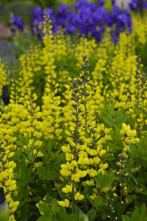  Lemon Meringue Baptisia (False Indigo) - 1 Gallon Pot