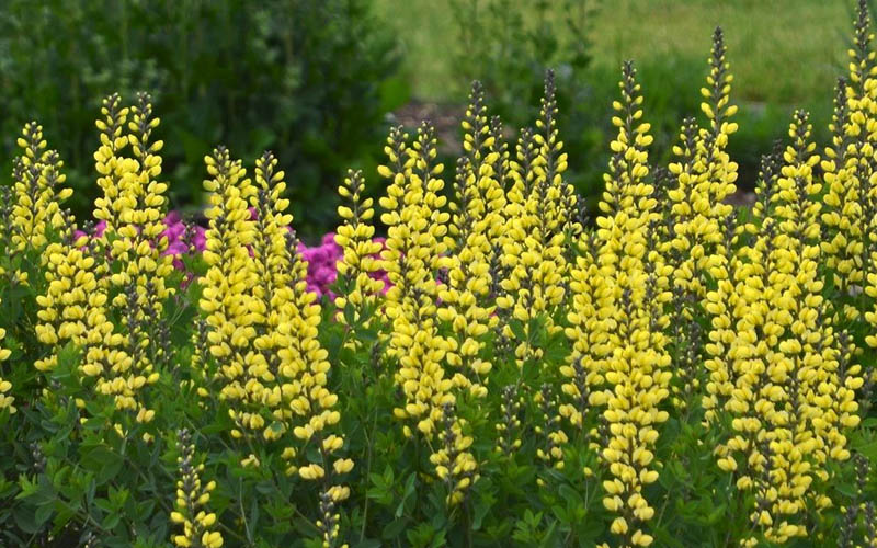 Lemon Meringue Baptisia (False Indigo) - 1 Gallon Pot