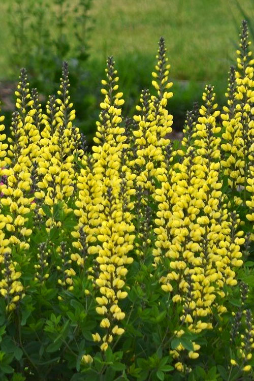  Lemon Meringue Baptisia (False Indigo) - 1 Gallon Pot