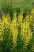  Lemon Meringue Baptisia (False Indigo) - 1 Gallon Pot
