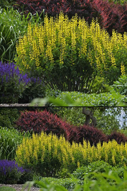 Lemon Meringue Baptisia (False Indigo) - 1 Gallon Pot