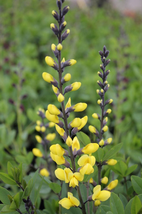  Lemon Meringue Baptisia (False Indigo) - 1 Gallon Pot