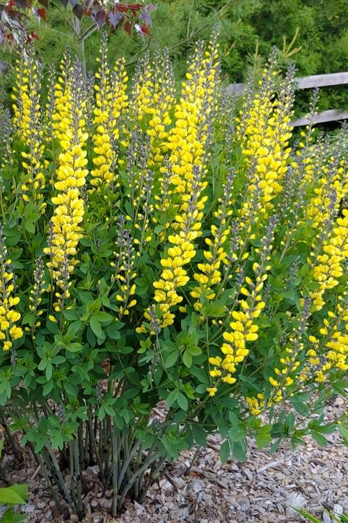  Lemon Meringue Baptisia (False Indigo) - 1 Gallon Pot