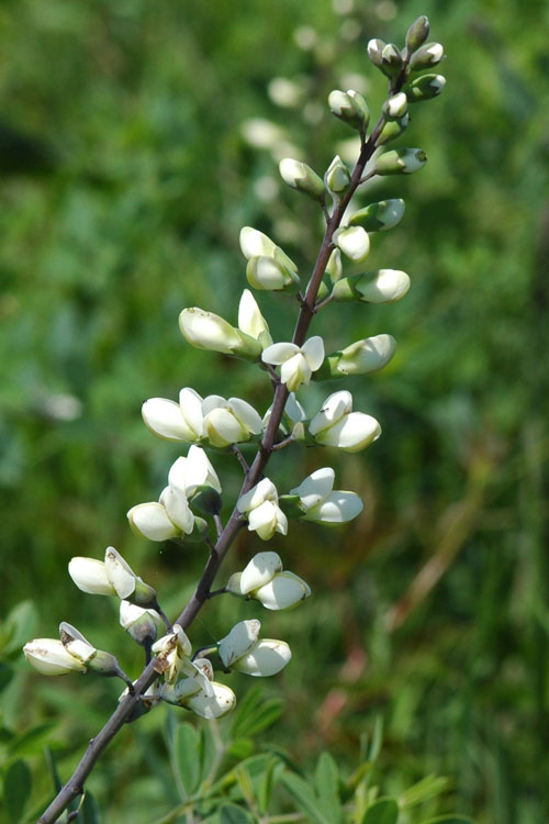  White False Indigo (Baptisia Pendula 'Alba') - 1 Gallon Pot