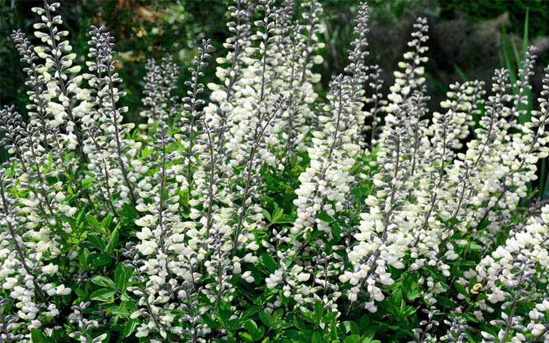  White False Indigo (Baptisia Pendula 'Alba') - 1 Gallon Pot