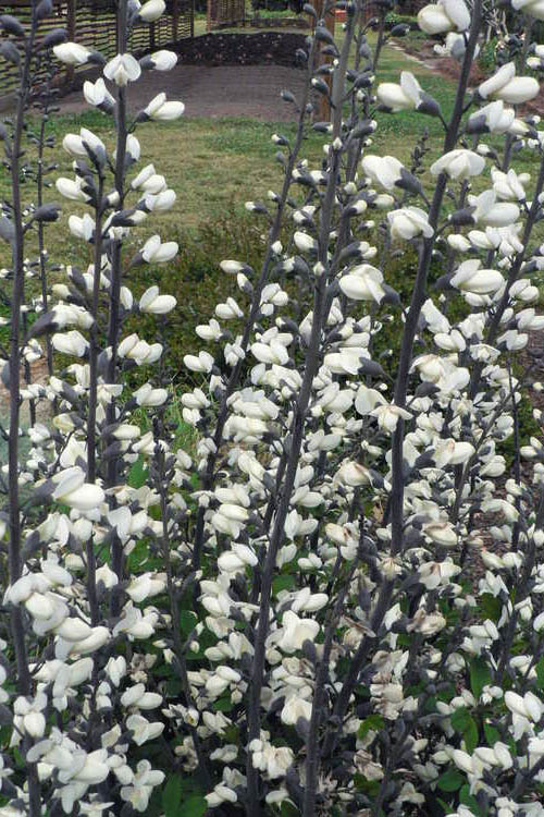  White False Indigo (Baptisia Pendula 'Alba') - 1 Gallon Pot