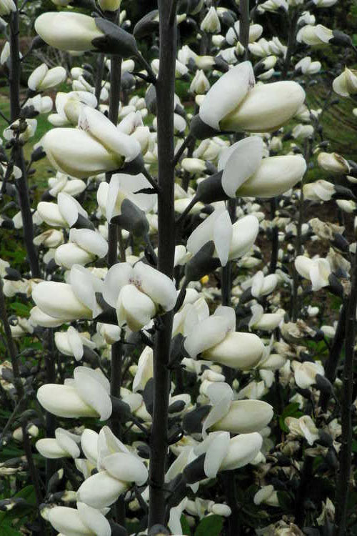  White False Indigo (Baptisia Pendula 'Alba') - 1 Gallon Pot