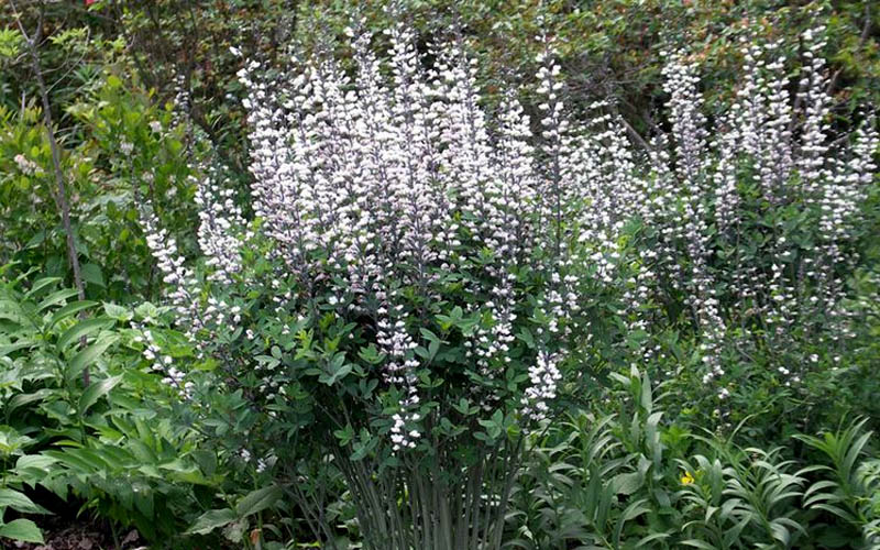  White False Indigo (Baptisia Pendula 'Alba') - 1 Gallon Pot
