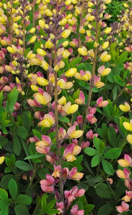  Pink Lemonade Baptisia (False Indigo) - 1 Gallon Pot