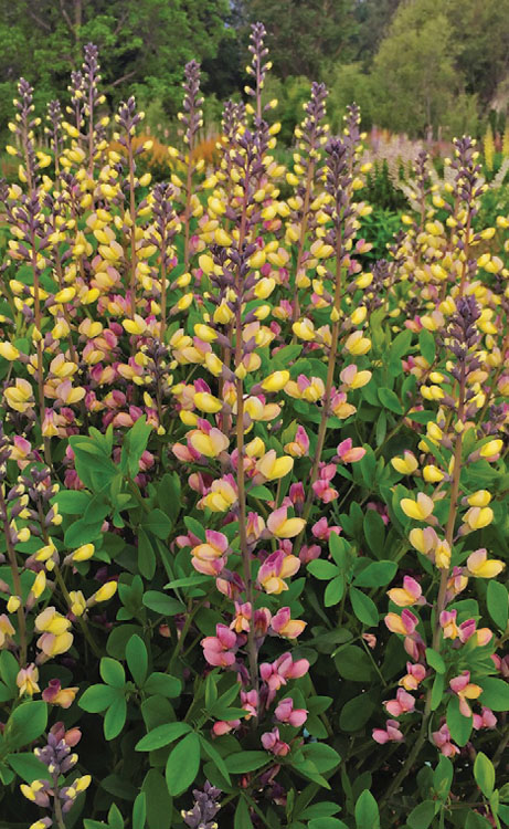  Pink Lemonade Baptisia (False Indigo) - 1 Gallon Pot