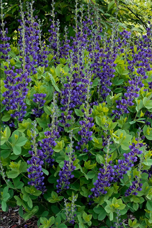  Sparkling Sapphires Baptisia (False Indigo) - 1 Gallon Pot