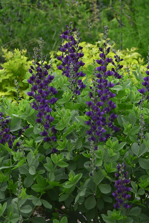  Sparkling Sapphires Baptisia (False Indigo) - 1 Gallon Pot