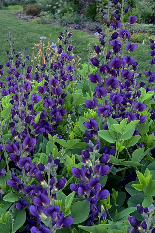  Sparkling Sapphires Baptisia (False Indigo) - 1 Gallon Pot