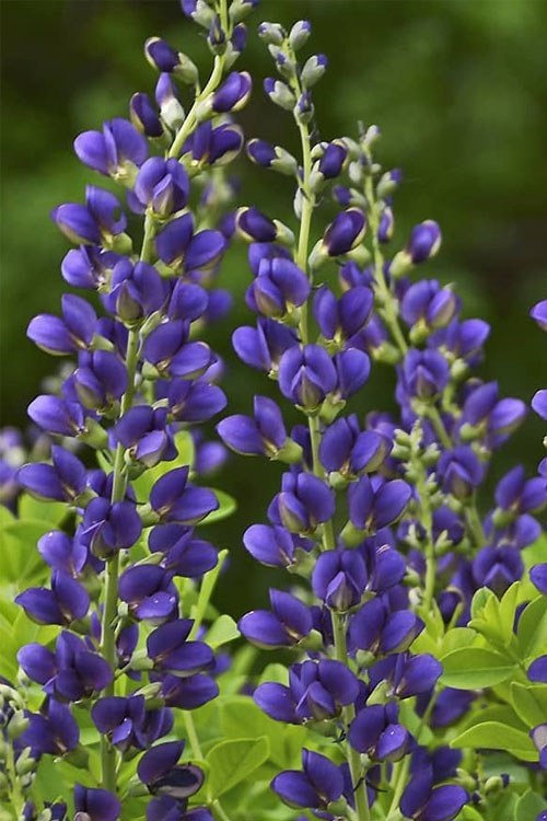  Sparkling Sapphires Baptisia (False Indigo) - 1 Gallon Pot