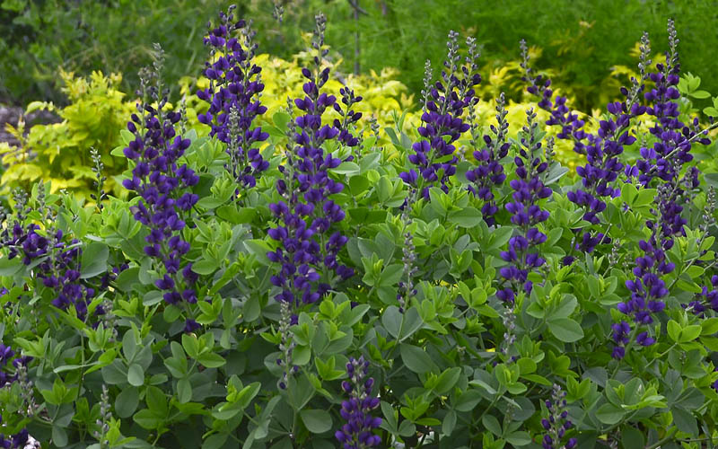  Sparkling Sapphires Baptisia (False Indigo) - 1 Gallon Pot
