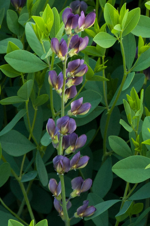  Twilite Baptisia (False Indigo) - 1 Gallon Pot