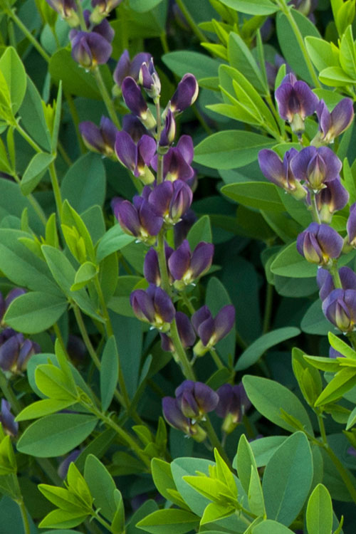  Twilite Baptisia (False Indigo) - 1 Gallon Pot