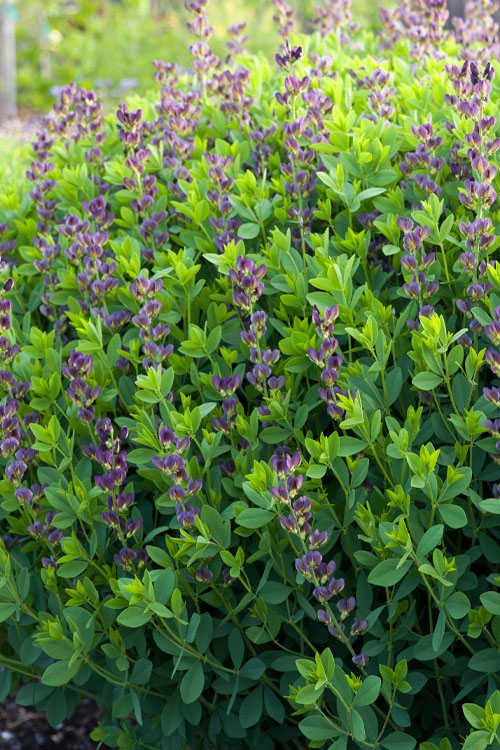  Twilite Baptisia (False Indigo) - 1 Gallon Pot