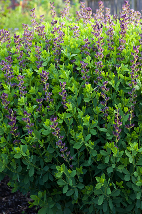  Twilite Baptisia (False Indigo) - 1 Gallon Pot