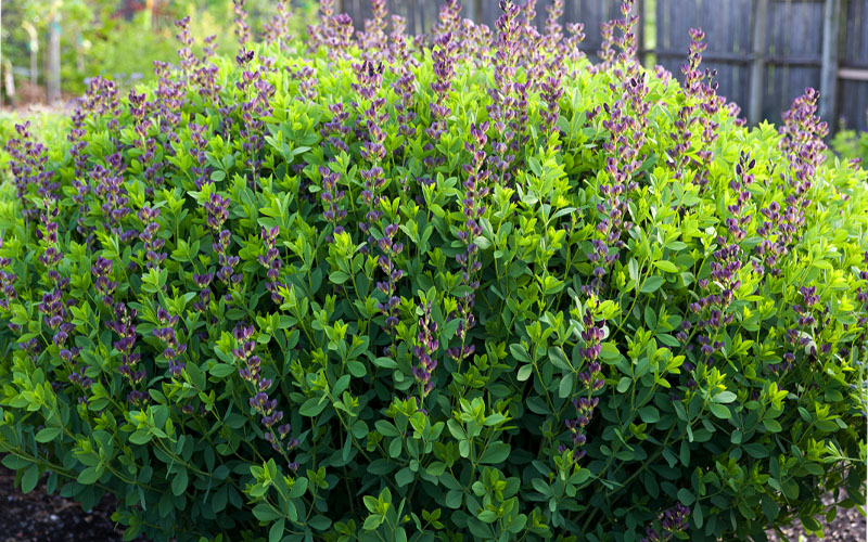  Twilite Baptisia (False Indigo) - 1 Gallon Pot
