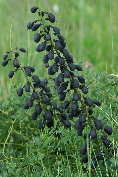  White False Indigo (Baptisia Pendula 'Alba') - 1 Gallon Pot
