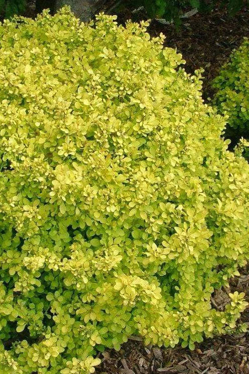  Bonanza Gold Dwarf Barberry - 1 Gallon Pot
