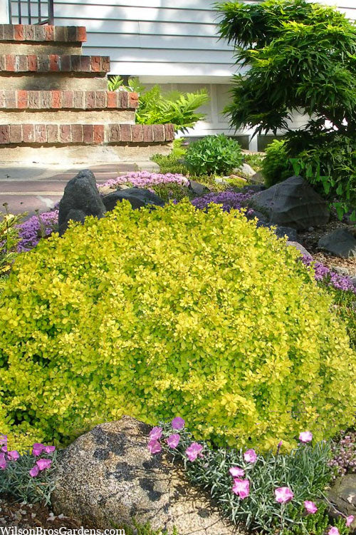  Bonanza Gold Dwarf Barberry - 1 Gallon Pot
