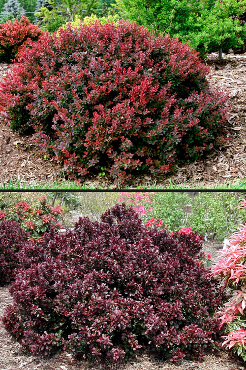  Crimson Pygmy Dwarf Barberry - 1 Gallon Pot
